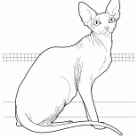 Kanadalı Sphynx
