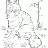 Norveç Orman Kedi