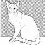 Siyam kedisi