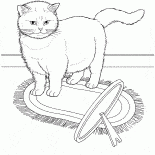 Egzotik kedi