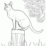 Singapura kedi