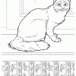 Somali kedi