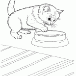 Cava kedi