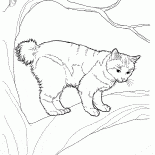 Japon Bobtail
