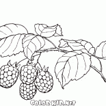 Ahududu