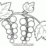 Kuş Üzümü
