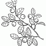 Yaban mersini