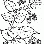 Ahududu bir dalı