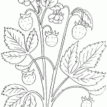çilek