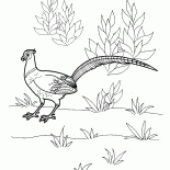 Sülün
