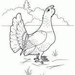Çalıhorozu