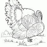 hindi
