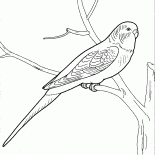 Parrot konuşmacı