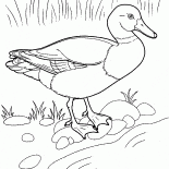 Ördek