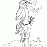 Ağaçkakan