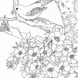 Doğu Goldfinch