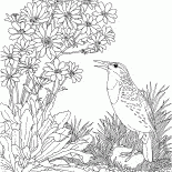 Tarla Kuşu