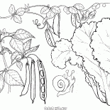 Marul, bezelye ve fasulye