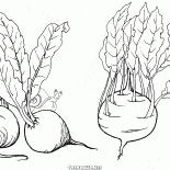 Pancar ve alabaşlar