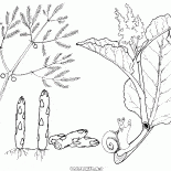 Kuşkonmaz ve ravent