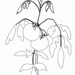 Bahçe yatak Domates