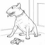 Bulteryer cinsi köpek