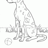 Benekli köpek