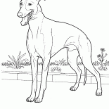 İtalyan Greyhound