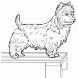 Yorkshire teriyeri