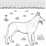 Alman Kurdu