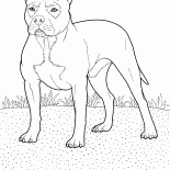 Pit Bull Terrier