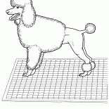 Kaniş