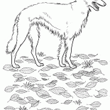 Rus-Borzoi