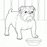 Fransız Bulldog