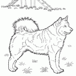 Boğuk