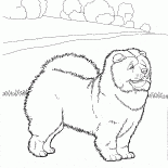 Chow