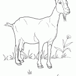 Meadow üzerine Keçi