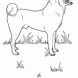Çayır köpeği