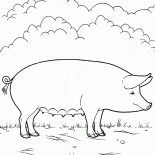 Farm Pig