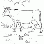 Bir yürüyüş İnek