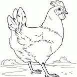 Meadow üzerinde Hen