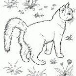 Bahçede kedi