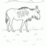 Wildebeest