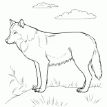Ava Predator