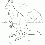 Avustralya Kangaroo