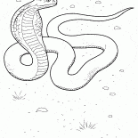 Eylem Cobra