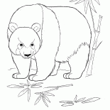 Ormanda Panda