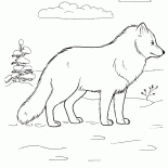 kutup tilkisi