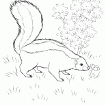 Skunk yiyecek arayan