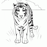 Çölde Tiger